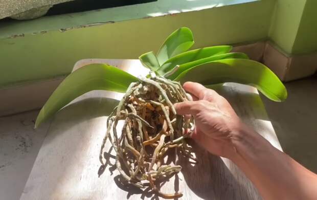 Мало кто знает, что шпаклевка может помочь орхидеям с загнившими листьями