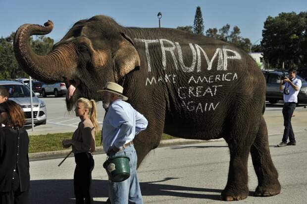5. Живой слон в качестве рекламного щита жалко((, жестокое обращение, защита прав животных, цирк