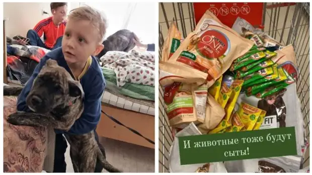 Четвероногим беженцам из Мариуполя нужна помощь