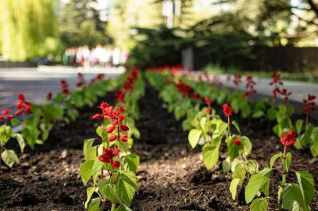 В Симферополе высадили более тысячи цветов сальвии