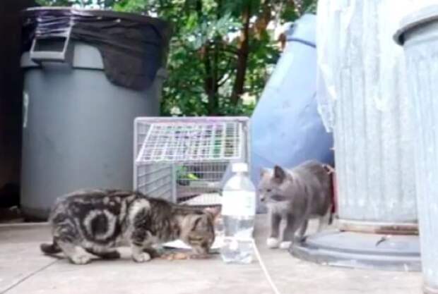 Без кота и жизнь не та