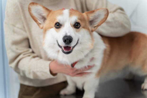 Бездомных собак в Рязани начали превращать в домашних питомцев, рассказал зампред правительства