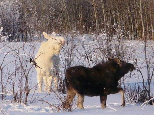 03-albino-moose