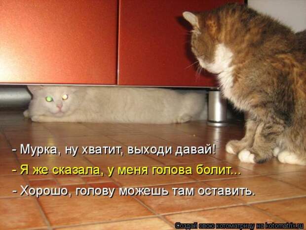 Лучшие котоматрицы недели (50 фото)