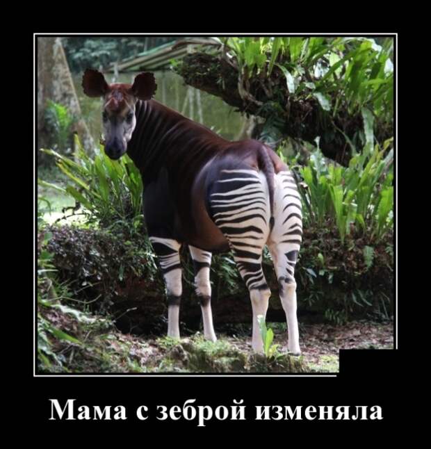 Демотиваторы (30 фото)