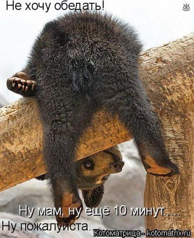 Лучшие котоматрицы недели (51 фото)