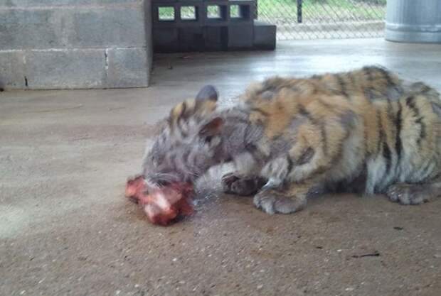 Невероятное преображение умирающей 9 месячной тигрицы, спасенной из бродячего цирка