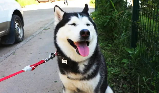 Волгоградская пенсионерка забила насмерть хаски и спасла козу