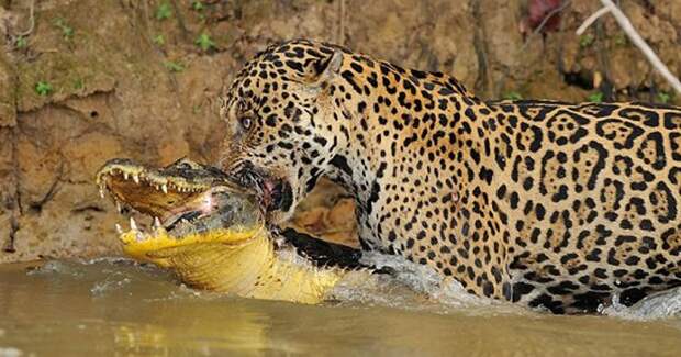 Когда хищник стал добычей: невероятные кадры битвы в бразильской реке jaguar, бразилия, джунгли, добыча, животные, крокодил, охотник, природа