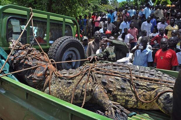 75-летний крокодил Усама, который съел 80 человек