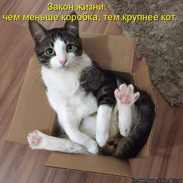 Котоматрица: Закон жизни: чем меньше коробка, тем крупнее кот.