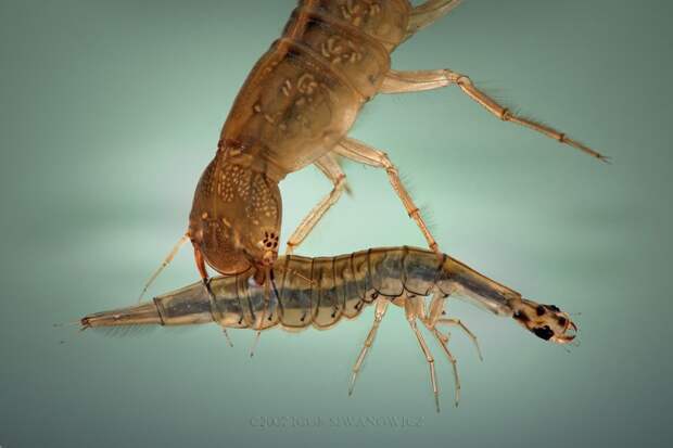 Личинка жука-плавунца насекомые, странные, ужасные, уродливые