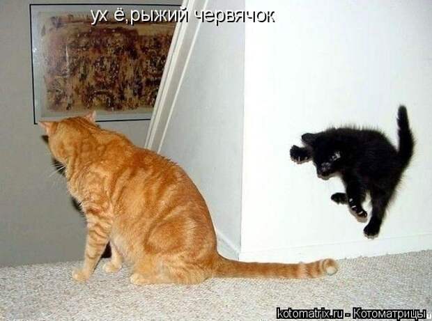 Свежие котоматрицы (86 картинок)