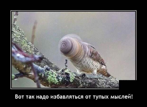 Демотиватор про тупые мысли