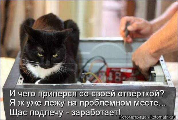 Лучшие котоматрицы недели (50 фото)