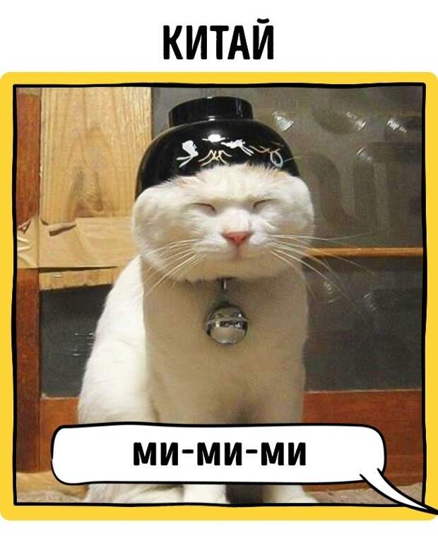 Как в разных странах подзывают кошек животные, коты, прикол
