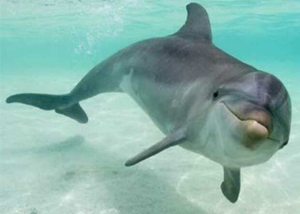 В большинстве случаев дельфины общаются дружелюбно
