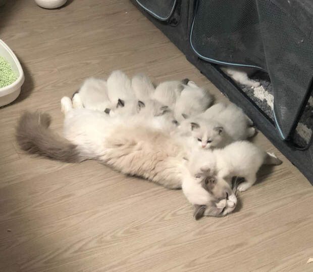 6zpDGdoTTYA (700x608, 302Kb)