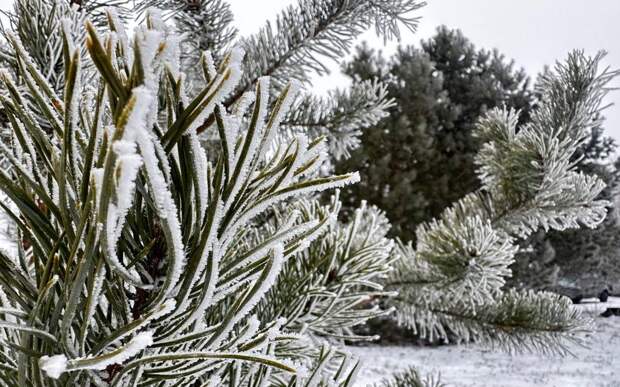 Рязанцев предупредили о метели и ледяном дожде 29 января