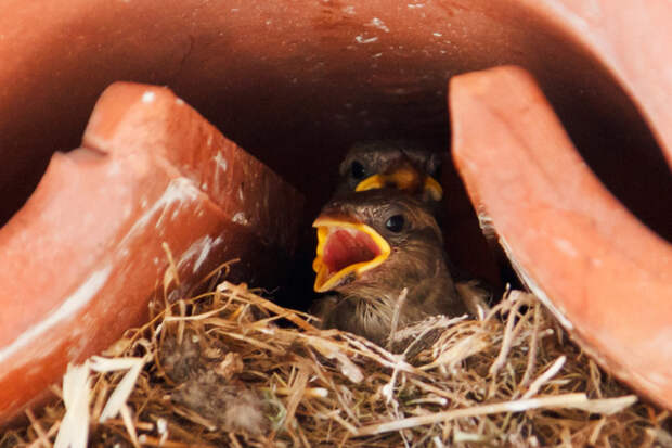 9. Птенцы, дней через 10 после появления на свет, вылетают в первый раз из одного гнезда.. Птенцов иногда называют  желторотиками. воробей, воробьи, животные, интересно знать, факты