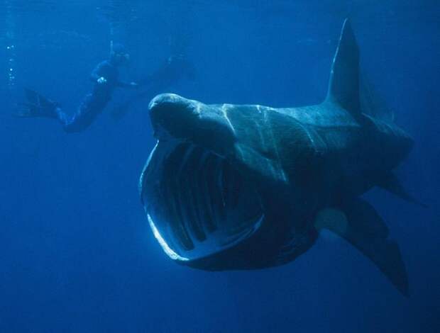 Гигантская акула . 10 самых больших рыб в мире. Фото с сайта NewPix.ru