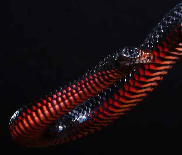 Ехидны змеи. Черная ехидна змея. Ехидна ядовитая змея. Краснобрюхий чёрный Аспид. Черный Аспид змея.