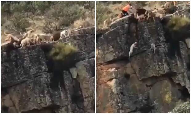 Дюжина собак упала со скалы, погнавшись за оленем во время охоты видео, животные, инциденты, олень, охота, охотники, происшествия, собаки