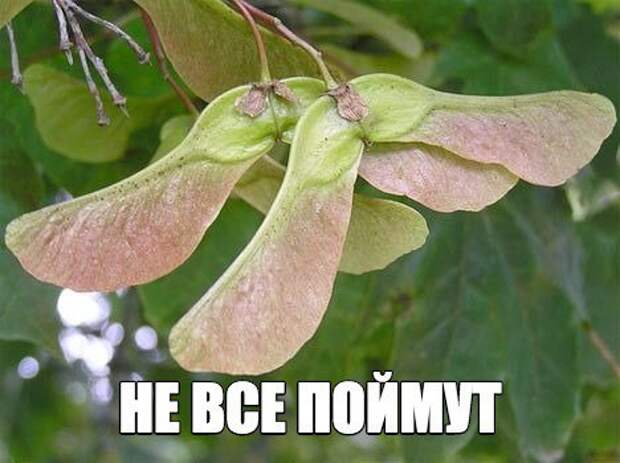 Смешные картинки с надписям
