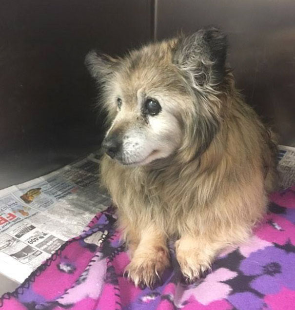 woman-saves-senior-dog-jaripo-10