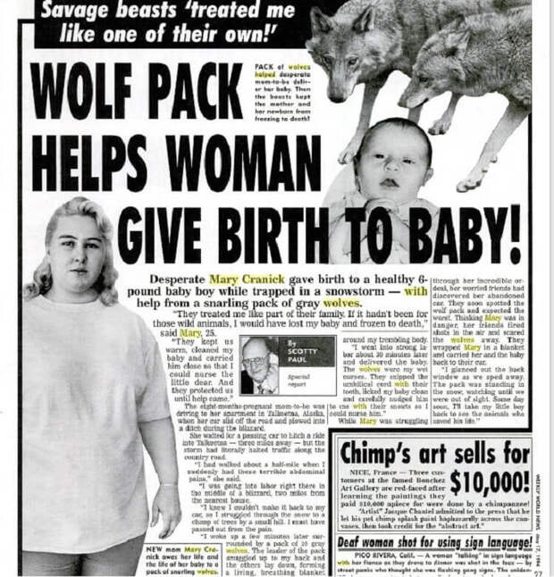 Стая волков спасла беременную женщину и помогла появиться на свет ее сыну