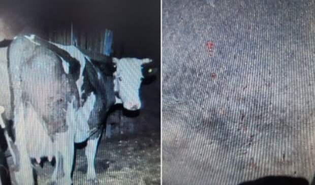 Волгоградец расстрелял из ружья пасущихся коров