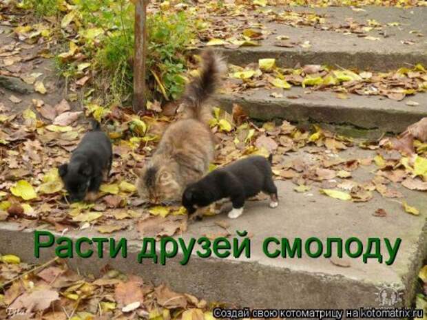 Новая котоматрица для всех (33 фото)
