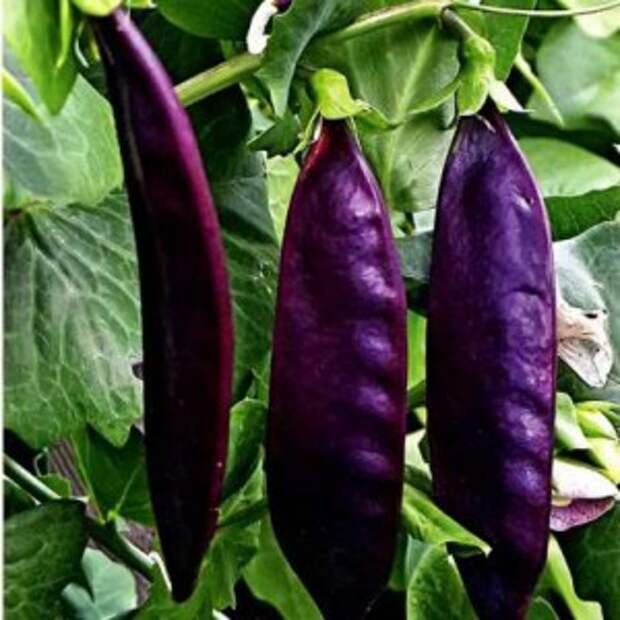 горох сахарный пурпурный король, 3 г. пурпурный король. пурпурный король. боб и стручок. горох сахарный пурпурный король.