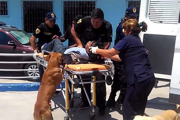 dogs-hop-ambulance-comfort-owner-peru-4