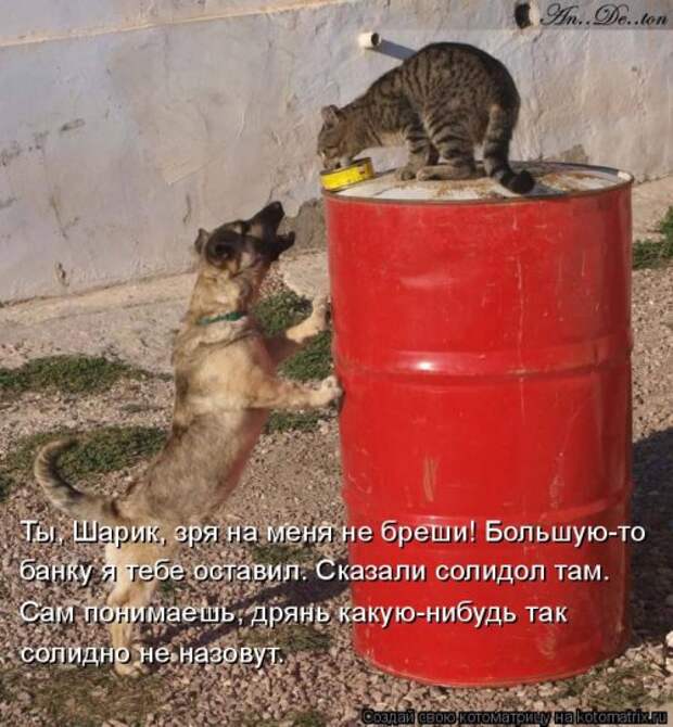 Свежая котоматрица на Бугаге (30 фото)