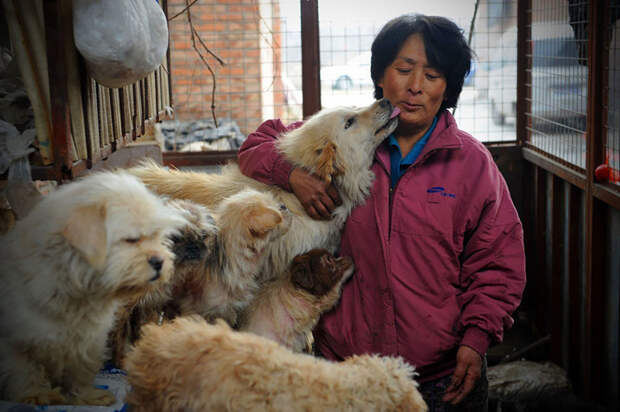 Это Ян Сяоюнь, 65-летняя учительница на пенсии, котораяа хочет остановить убийство собак в Китае китай, собаки, спасение животных
