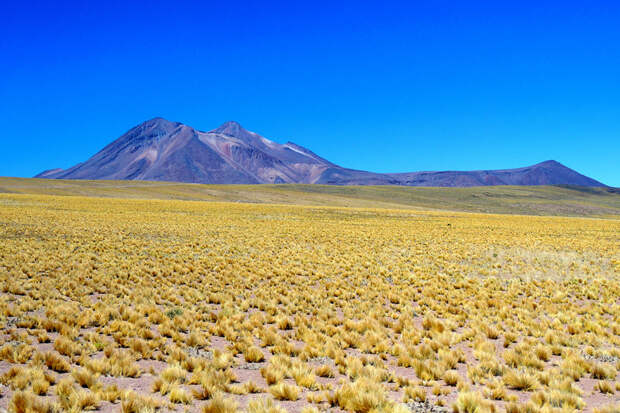 В Чили расцвела самая засушливая пустыня в мире история, пустыня. атакама. Чили. природа., факты