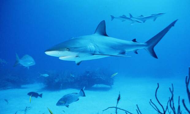 11. Никарагуанская акула может достигать длины 4 метра, средняя длина акулы – 2-2,5 метра. никарагуа, озеро, факты