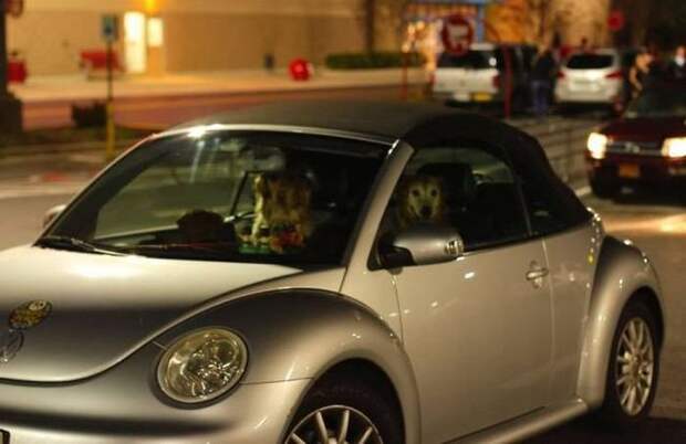 Прикольные картинки (15.12.16)