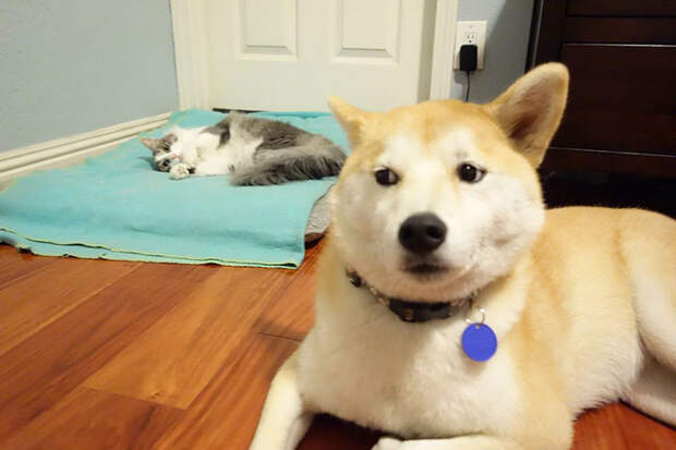 cats-stealing-dog-beds-1-57e0fd99f353a__700