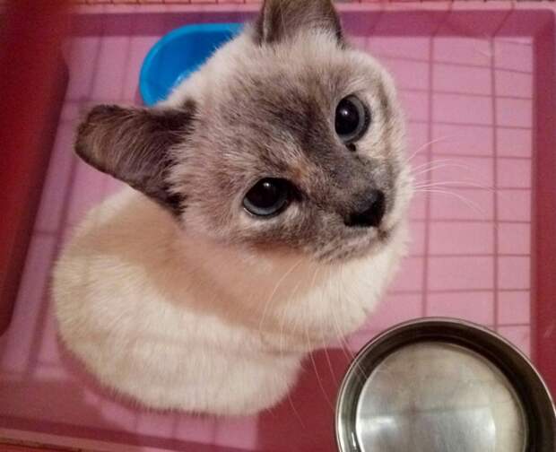 Исхудавшая кошка бегала за прохожими, беззвучно открывая рот кот, кошка, порода, приют, тайская кошка