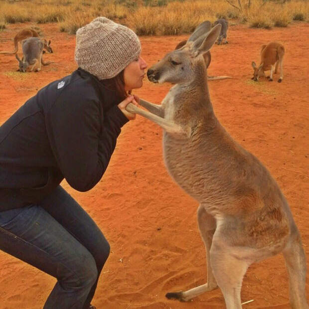 И вот так начинается каждое утро... австралия, животные, кенгуру, обнимашки