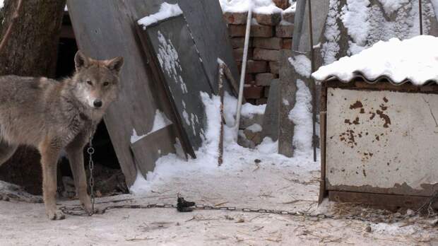 В Чернигове супруги нашли возле школы хромого щенка, который вырос волком. Видео