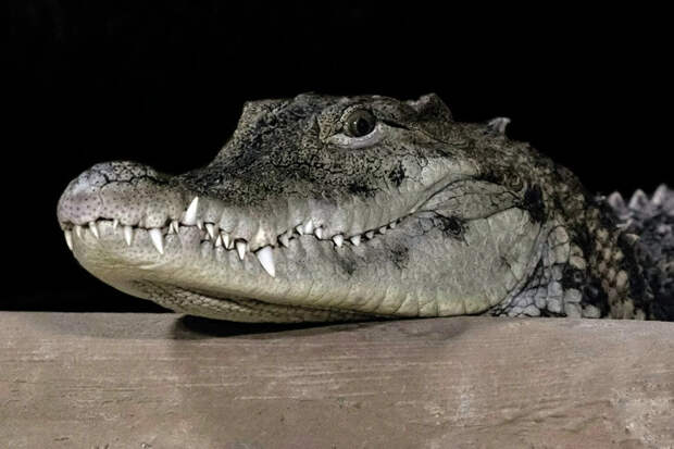 Магазин сантехники опроверг переезд крокодила Кузи из Новосибирска на Кубу