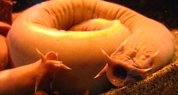 a photo of two hagfish in a tank, one is coiled and centered in the image