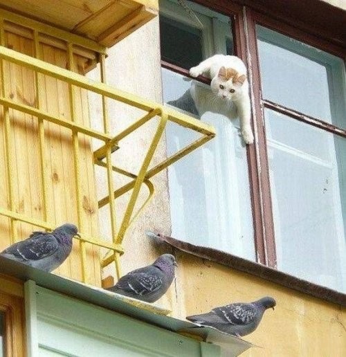 Картинки, юмор, приколы