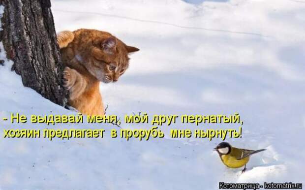 Лучшие котоматрицы недели (50 фото)
