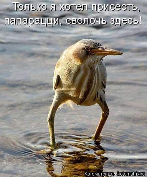 Лучшие котоматрицы недели (50 фото)