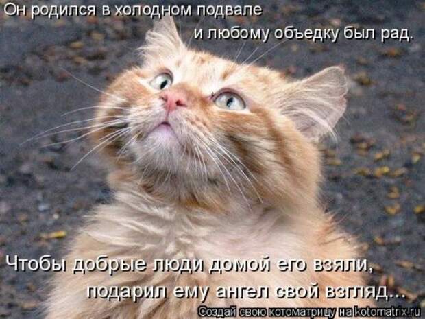Свежая котоматрица для настроения (32 фото)