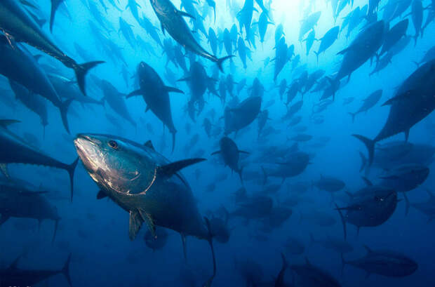 Тихоокеанские голубые тунцы нерестятся в северо-западной части Филиппинского моря (у берегов Хонсю, Окинавы и Тайваня) и в Японском море в мире, животные, животный мир, жизнь, интересное, мигрант, мигранты, подборка
